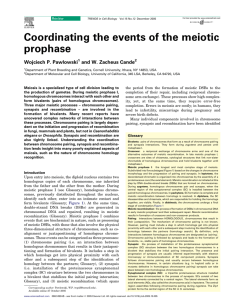 Coordinating the events of the meiotic prophase