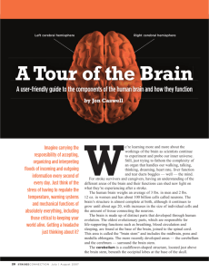 A Tour of the Brain - American Stroke Association