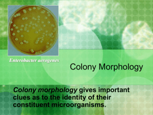 Colony Morphology