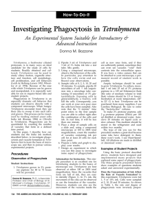 Investigating Phagocytosis in Tetrahymena
