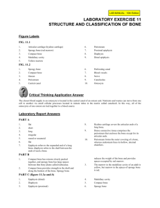 Lab Check 10th Edition: All Bones