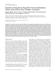 Importin Negatively Regulates Nuclear Membrane Fusion and
