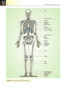 Human Anatomy: The Pieces of the Body Puzzle