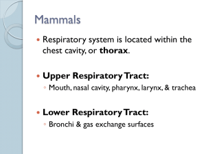Respiratory Systems: Gas Transport & Regulation