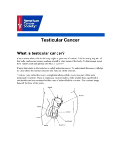 Testicular Cancer - American Cancer Society