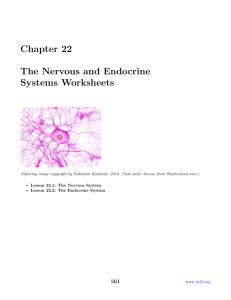 2: Chapter 22 The Nervous and Endocrine Systems Worksheets