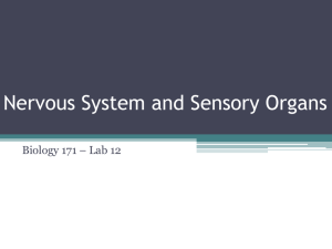 Nervous System and Sensory Organs
