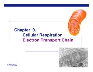 Chapter 9. Cellular Respiration Electron Transport Chain