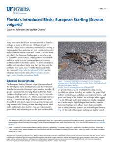 Florida's Introduced Birds: European Starling (Sturnus vulgaris)1