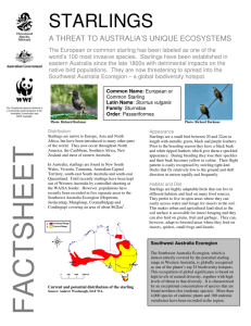 starlings - WWF Australia