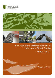 Starling Control and Management in Macquarie Street, Dubbo