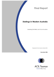 Starlings in Western Australia