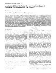 Longitudinal Diffusion in Retinal Rod and Cone Outer Segment