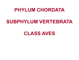 PHYLUM CHORDATA SUBPHYLUM VERTEBRATA CLASS AVES