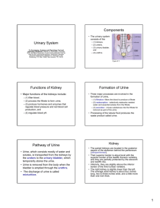 Functions of Kidney Formation of Urine