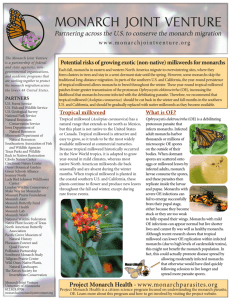 Potential Risks of Growing Exotic Milkweeds for Monarchs