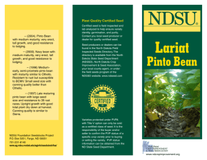 Lariat Pinto Bean - NDSU Agriculture