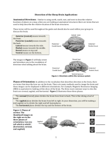 1 Dissection of the Sheep Brain Applications
