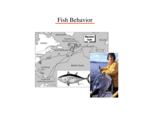 Fish Behavior