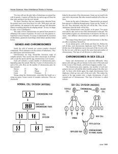 GENES AND CHROMOSOMES CHROMOSOMES IN SEX CELLS