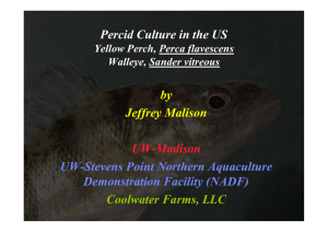 Historical Perspective of Yellow Perch Aquaculture