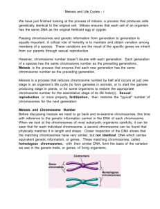 Meiosis and Life Cycles - 1 We have just finished looking at the