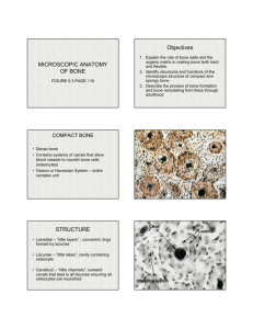 microscopicanatomyof bone