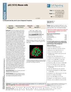 p53 (1C12) Mouse mAb - Cell Signaling Technology, Inc.