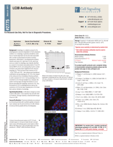 LC3B Antibody - Cell Signaling Technology, Inc.
