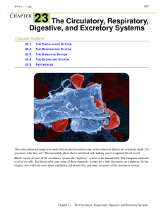 The Circulatory, Respiratory, Digestive, and Excretory Systems