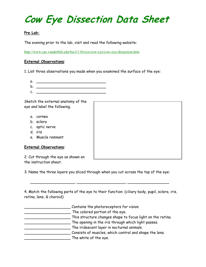 Cow Eye Dissection Worksheet Worksheet List