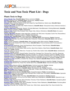 Toxic and Non-Toxic Plant List - Dogs