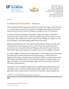 Commercial Horticulture – Bananas