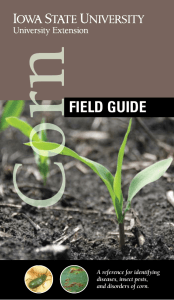 Corn Field Guide - Iowa State University