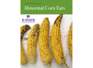Abnormal Corn Ears - Agronomy