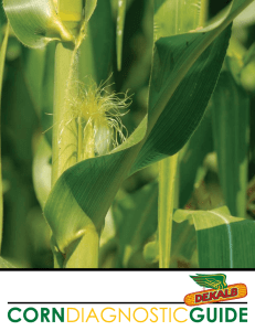 Corn Diagnostic Guide