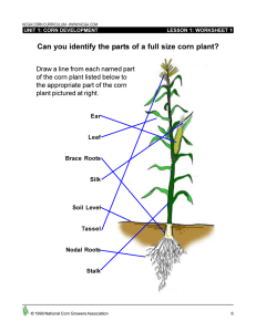 Can you identify the parts of a full size corn plant?