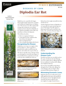 Diseases of Corn: Diplodia Ear Rot