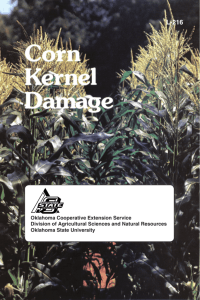 L-216 Corn Kernel Damage - Oklahoma State University