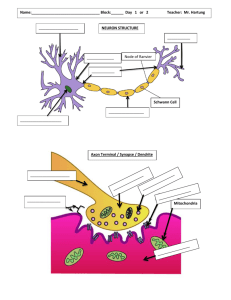 Axon Terminal / Synapse / Dendrite Mitochondria ______ Node of R