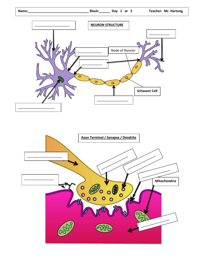 nervous system structures dendrite axon synapse diagram