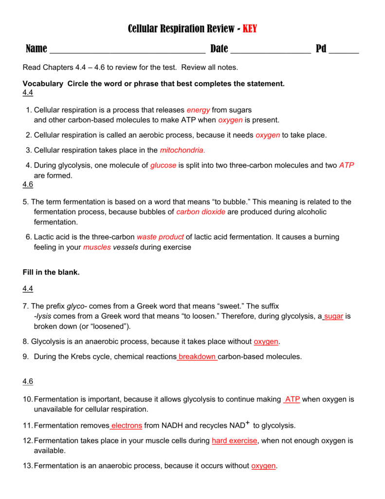 Cellular Respiration Review In Cellular Respiration Worksheet Key