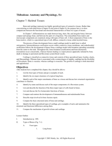 Thibodeau: Anatomy and Physiology, 5/e Chapter 7: Skeletal