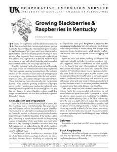 Growing Blackberries & Raspberries in Kentucky