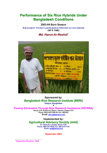(v) Performance of Six Rice Hybrids under Bangladesh Conditions