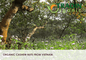 Organic Cashews from Vietnam - Tradin Organic Agriculture B.V.