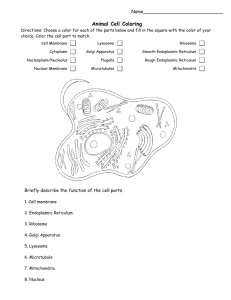 Animal Cell Coloring - Pittsfield Public Schools