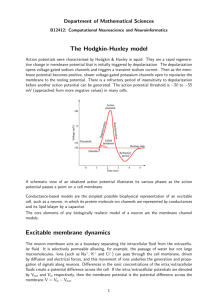 Hodgkin-Huxley model - School of Mathematical Sciences