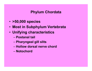 Phylum Chordata • >50,000 species • Most in Subphylum Vertebrata