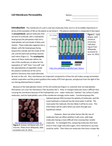 Cell Membrane Permeability